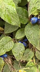 Coccocypselum lanceolatum