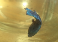 Betta splendens
