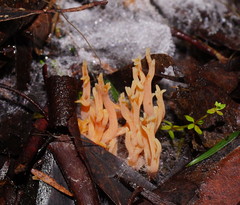 Ramaria anziana