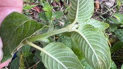 Coccocypselum lanceolatum