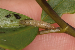 Anacampsis lupinella