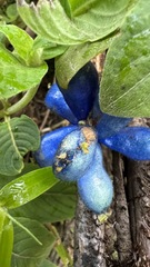 Coccocypselum lanceolatum