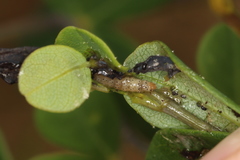 Anacampsis lupinella