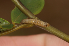 Anacampsis lupinella