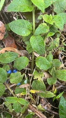 Coccocypselum lanceolatum