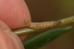 Anacampsis lupinella