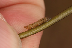 Anacampsis lupinella