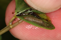 Anacampsis lupinella