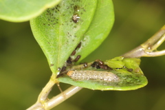 Anacampsis lupinella