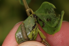 Anacampsis lupinella