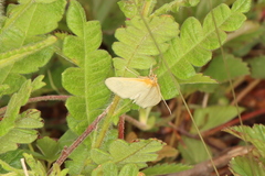 Sitochroa dasconalis