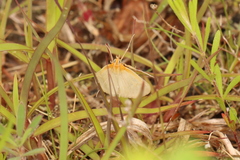 Sitochroa dasconalis