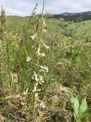 Delphinium xantholeucum