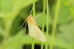 Sitochroa dasconalis