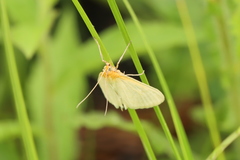 Sitochroa dasconalis