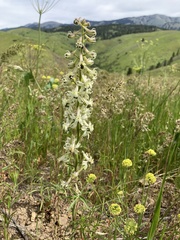 Delphinium xantholeucum