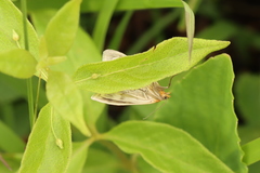 Sitochroa dasconalis