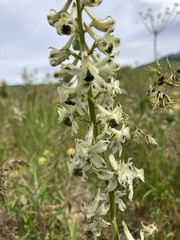 Delphinium xantholeucum