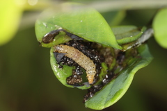 Anacampsis lupinella