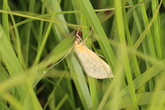 Sitochroa dasconalis