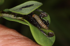 Anacampsis lupinella