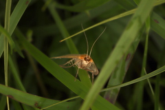 Sitochroa dasconalis
