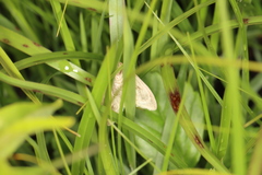 Sitochroa dasconalis