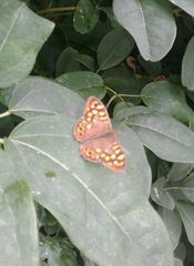 Pararge aegeria aegeria