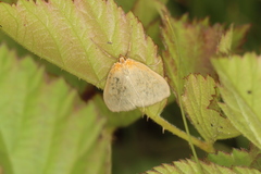 Sitochroa dasconalis