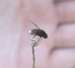 Ogcodocera leucoprocta