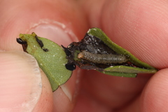 Anacampsis lupinella