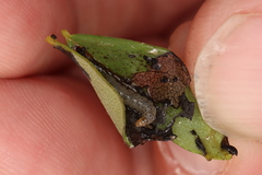 Anacampsis lupinella
