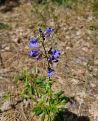 Penstemon attenuatus