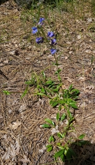 Penstemon attenuatus