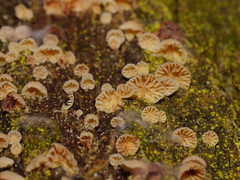 Marasmiellus affixus