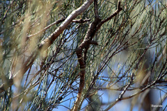Casuarina pauper