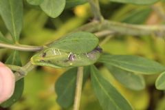 Anacampsis lupinella