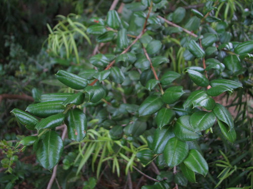 Luma apiculata