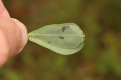 Anacampsis lupinella