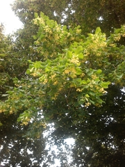 Tilia