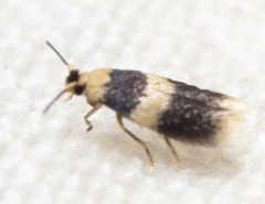 Stigmella nigriverticella