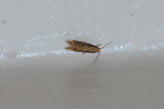 Tinea mandarinella