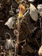 Aphyllon franciscanum