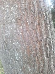Quercus