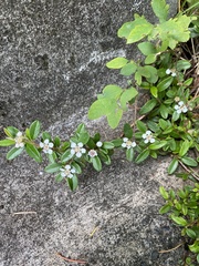Cotoneaster × suecicus