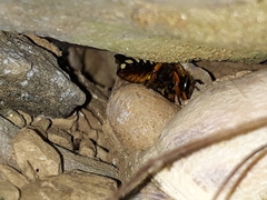 Rhodanthidium septemdentatum
