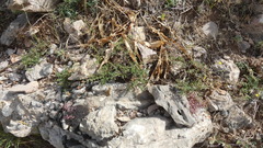 Fumana thymifolia
