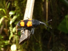 Cactophagus rubrovariegatus