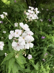 Hesperis matronalis