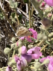 Heliopetes ericetorum